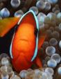Clown Fish - Preview