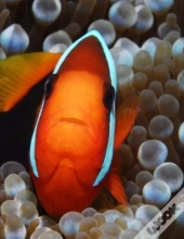 Clown Fish