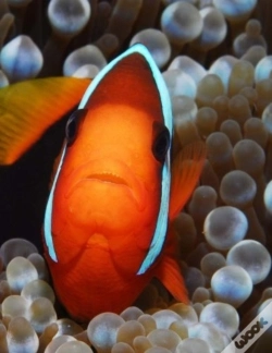 Capa do artigo Clown Fish