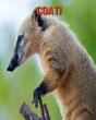 Coati - Preview
