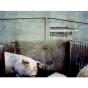 Cochonailles / Cd / Pvc 12e - Preview