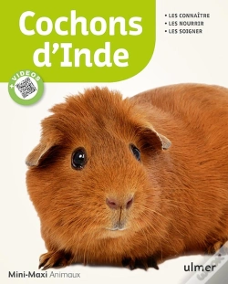 Capa do artigo Cochons D'Inde