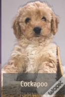 Cockapoo