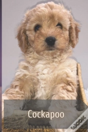 Capa do artigo Cockapoo