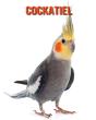 Cockatiel - Preview