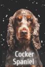 Cocker Spaniel - Preview