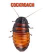 Cockroach - Preview