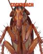 Cockroach - Preview