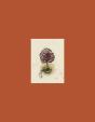 Coffret Arbres - Preview