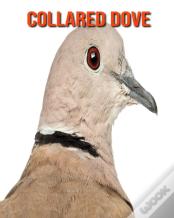 Collared Dove