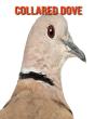 Collared Dove - Preview