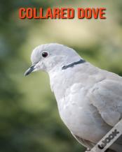 Collared Dove