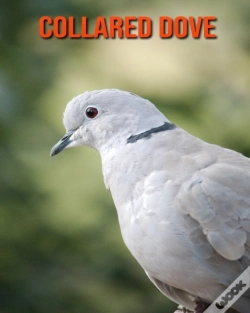 Capa do artigo Collared Dove