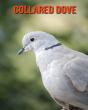 Collared Dove - Preview