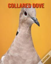 Collared Dove