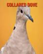 Collared Dove - Preview