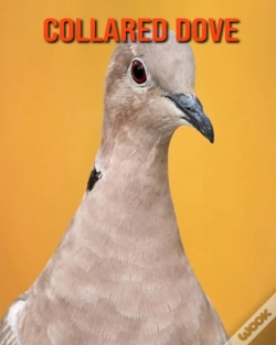Capa do artigo Collared Dove