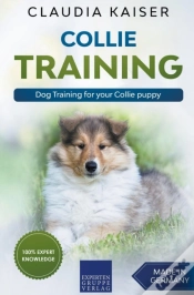 Capa do artigo Collie Training - Dog Training For Your