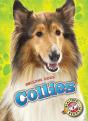 Collies - Preview