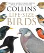Collins Life-Size Birds - Preview