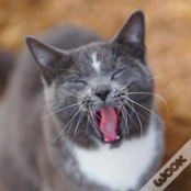 Colorado Barn Cats - Skunk And Chauncey