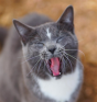 Colorado Barn Cats - Skunk And Chauncey - Preview