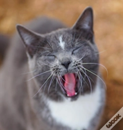 Capa do artigo Colorado Barn Cats - Skunk And Chauncey