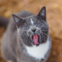 Colorado Barn Cats - Skunk And Chauncey - Preview