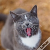 Capa do artigo Colorado Barn Cats - Skunk And Chauncey