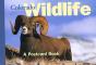 Colorado Wildlife - Preview