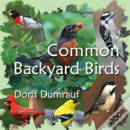 Common Backyard Birds