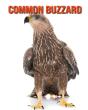 Common Buzzard - Preview