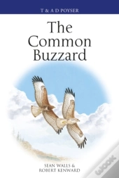 Common Buzzard