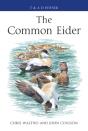 Common Eider - Preview