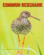 Common Redshank - Preview