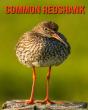 Common Redshank - Preview