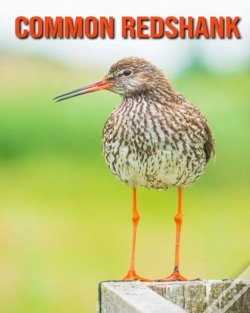 Capa do artigo Common Redshank