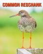 Common Redshank - Preview