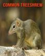 Common Treeshrew - Preview