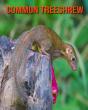 Common Treeshrew - Preview
