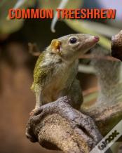 Common Treeshrew