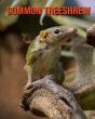 Common Treeshrew - Preview