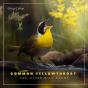 Common Yellowthroat And Other Bird Songs - Preview