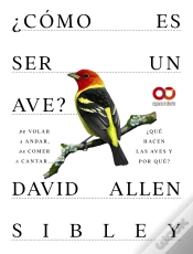 Capa do artigo Como Es Ser Un Ave De Volar A Anidar De Comer A Cantar... Q