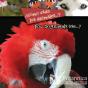 ?Como Usan Los Animales...? (How Do Animals Use...?) - Preview