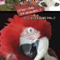 Como Usan Los Animales...? - Preview