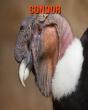 Condor - Preview
