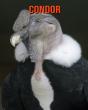Condor - Preview