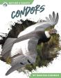 Condors - Preview