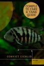 Convict Cichlid - Preview